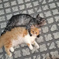 گربه