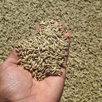 جو محلی