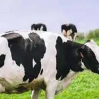 شیر گاو صد درصد خالص فارس