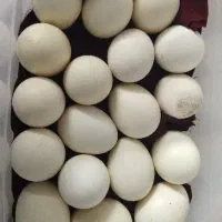 تخم مرغ نطفه دار