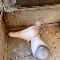 کفتر