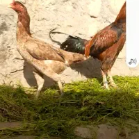 مرغ خروس لاری اصیل