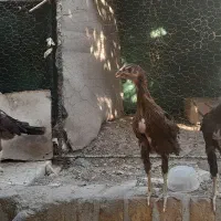 جوجه لاری ۳ماهه