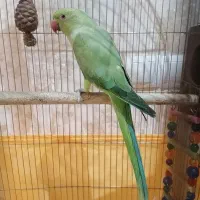 طوطی ملنگو یک جفت