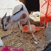 کهره نر