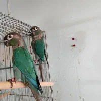 گرینچیک تراکوییس