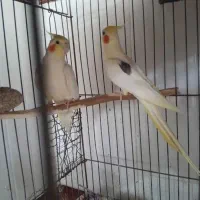 عروس هلندی گمشده یابنده مژدگانی خوبی داره