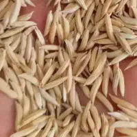 شالی فجر نوده روزه و هفتادو پنج روزه