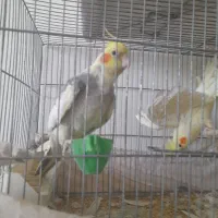 عروس هلندی