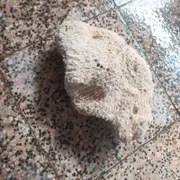 سنگ مرجان