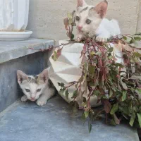 واگذاری سه عدد گربه DSH
