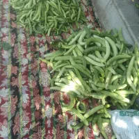 خیار|خوردنی و آشامیدنی|قزوین, |دیوار