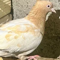 یک عدد کفتر ماده کله زرد