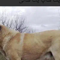 سگ گم شده