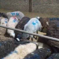 گوسفندزنده سراسر تهران