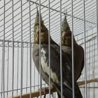 عروس هلندی و کبوتر