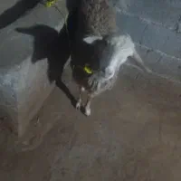گوسفند ماده