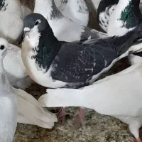 ۲۵تا رنگه پرشی