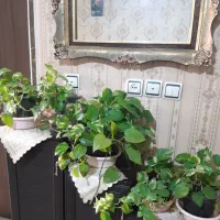 گل زیبا|گل و گیاه طبیعی|کرج, برغان|دیوار