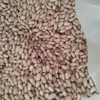 لوبیا چیتی ، حبوبات