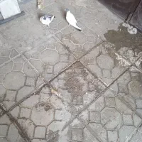 گوباش بالا