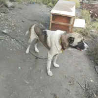 سگ نگهبان
