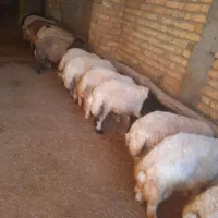 ۱۹راس بره  نردرجه یک شیروان