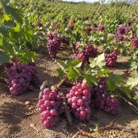 باغ-انگور-ثمری