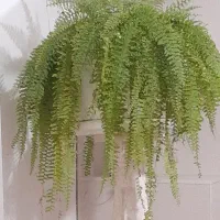 گل چمن