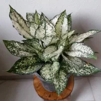 گل و گیاه طبیعی ارسال رایگان برای شاهین شهر