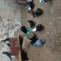 کبوتررنگی دم سفید در دهات دونه ۷۵۰