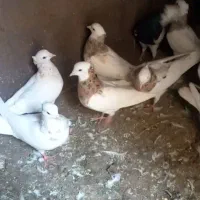 کفتر
