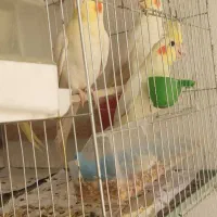 عروس هلندی