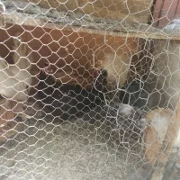 مرغ تخمگذار