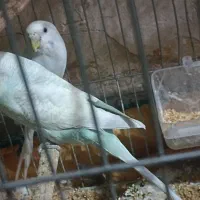 جفت مرغ عشق با عروس هلندی ماده بالغ