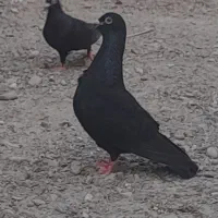 پرنده
