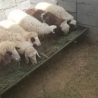 بره