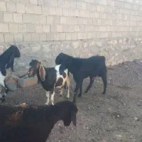 نر بز پاکستانی