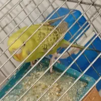 مرغ عشق|پرنده|شباب, |دیوار