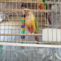 گمشده طوطی گرینچیک