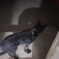 سگگرگاس ‌واراداتی