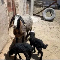 میش جوان دوقلو زا با دوبره