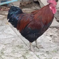 خروس محلی سرحال