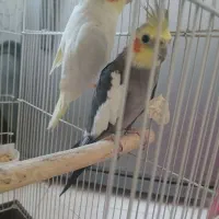 عروس هلندی