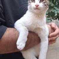 واگذاری رایگان گربه