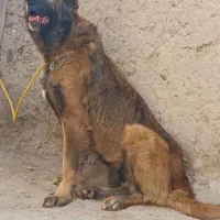 ماده سرابی اصیل