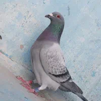 نر عراق سرعت