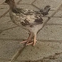 جوجه|حیوانات مزرعه|همدان, |دیوار