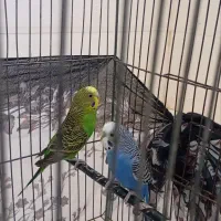 پرنده.مرغ عشق