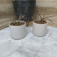 گلدان